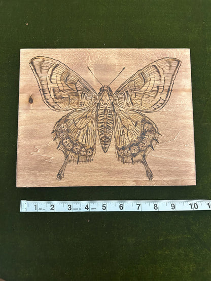 Detailed Hand-burned Moth Wood-burning Art Decor, Unique Wood Art, Interesting home Decor.