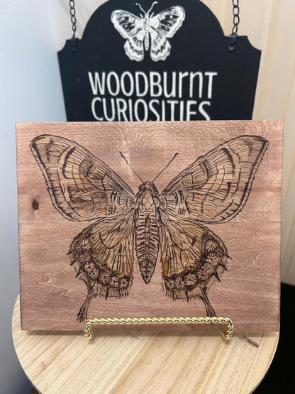 Detailed Hand-burned Moth Wood-burning Art Decor, Unique Wood Art, Interesting home Decor.