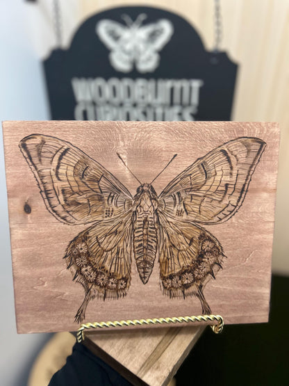 Detailed Hand-burned Moth Wood-burning Art Decor, Unique Wood Art, Interesting home Decor.